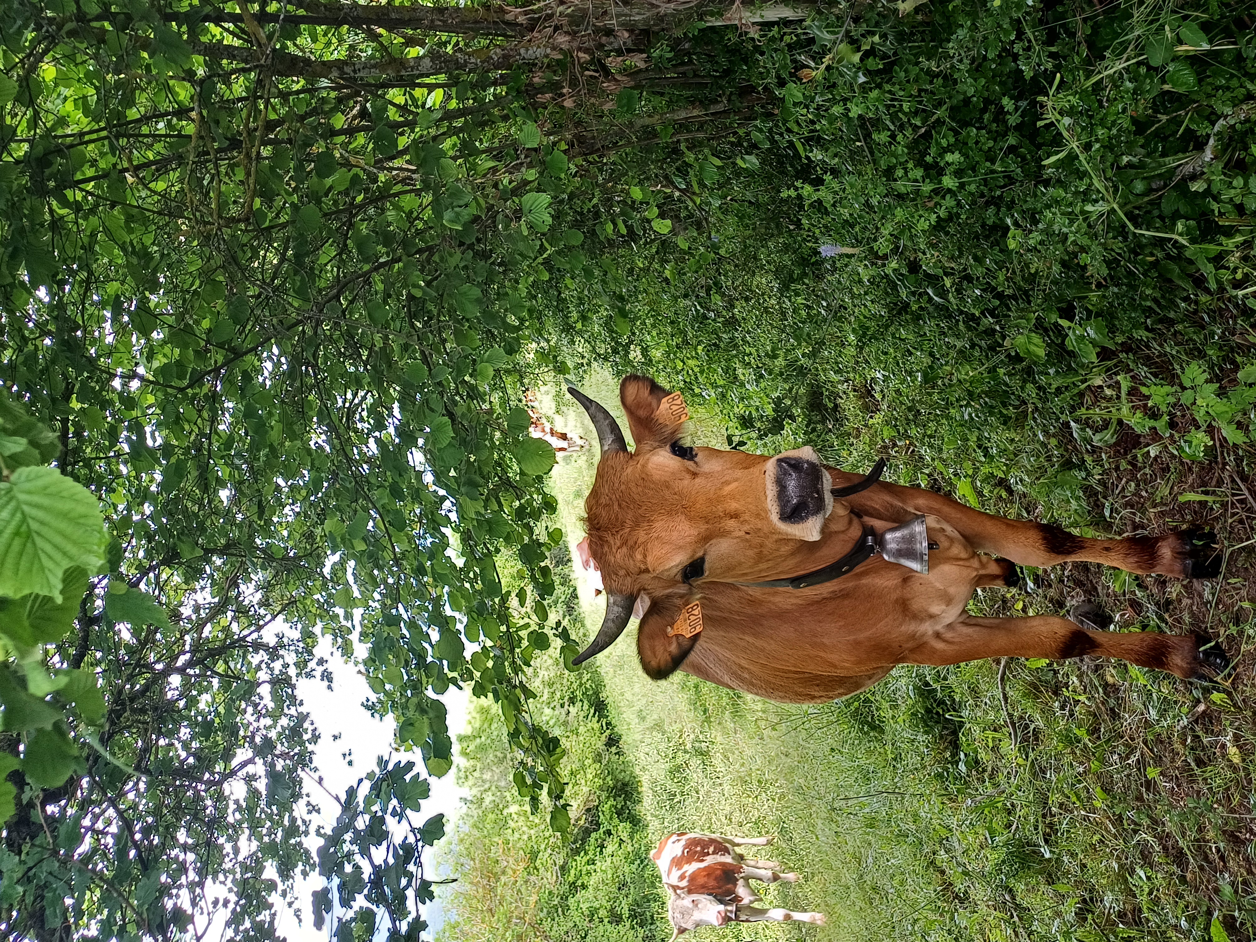 Troupeau GAEC Normand
